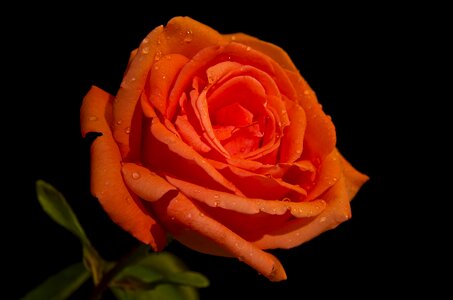 Romance bloom light