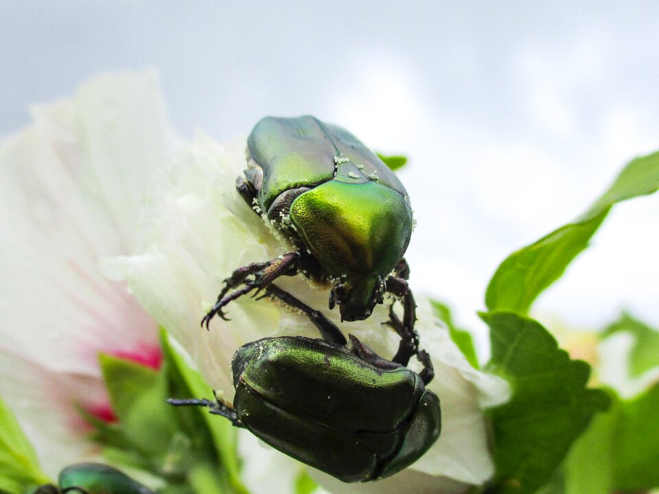 Nature animal macro