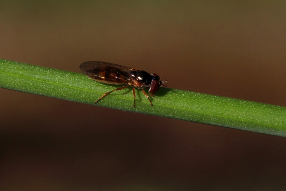 Flight insect nature wing photo