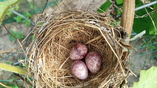 Bird eggs eggs cute