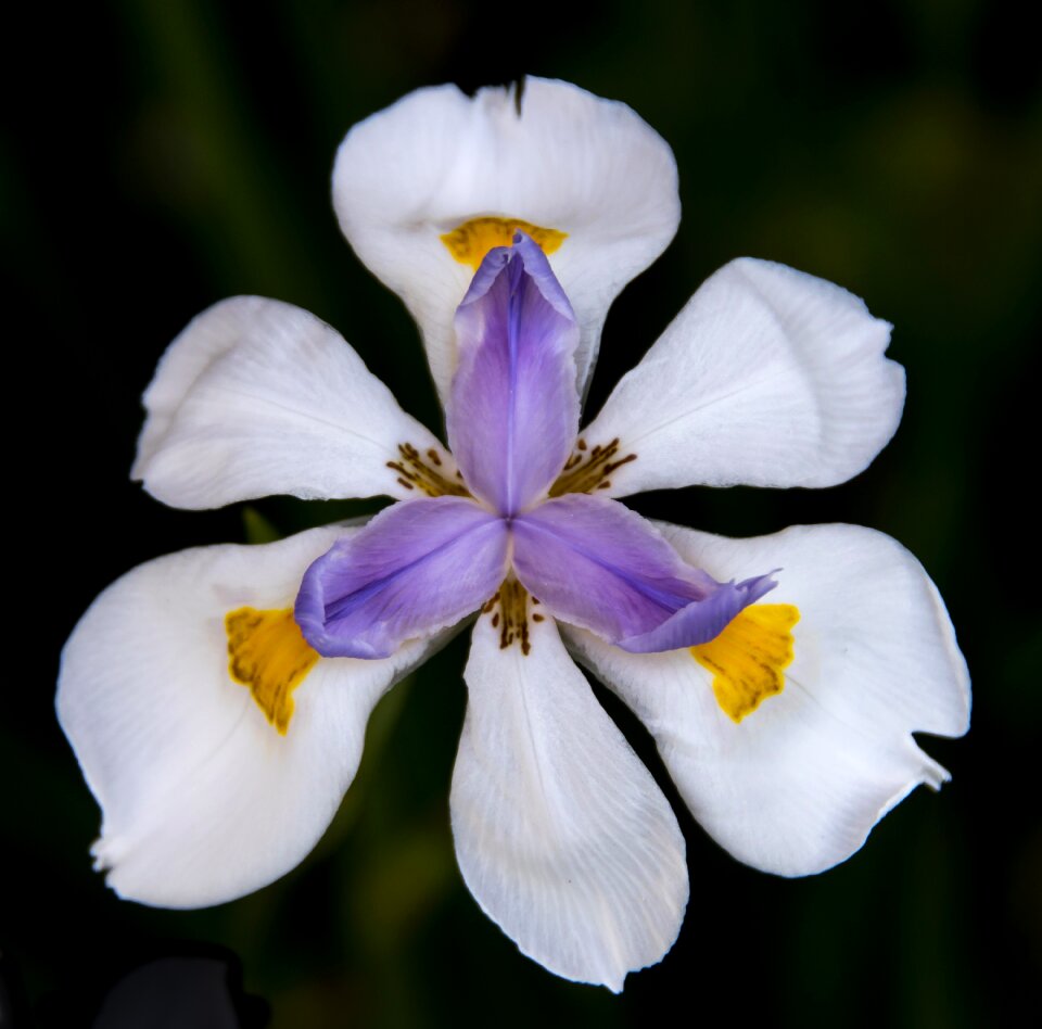 White purple yellow