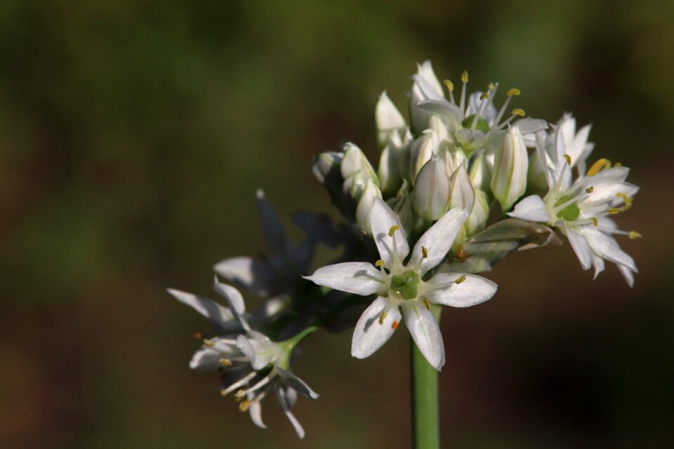 White green plant