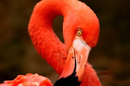 Bird neck feather photo