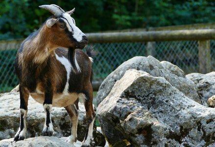 Rock blocks goat fur photo