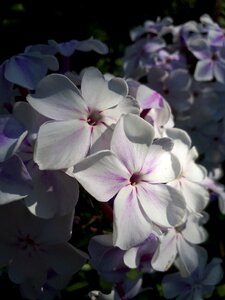 Phlox flowers white photo