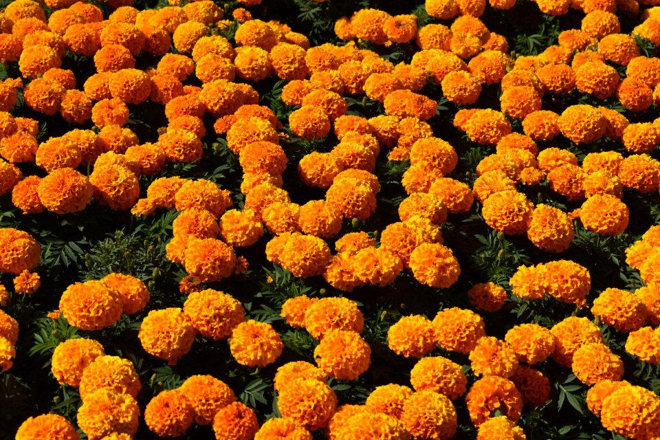 Garden flora summer