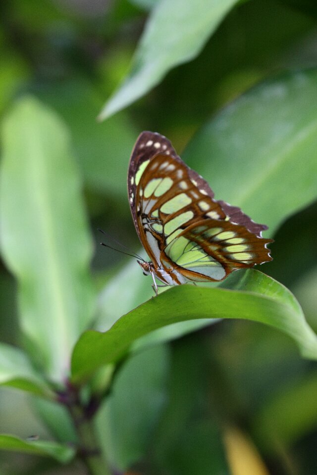 Butterfly sheet green