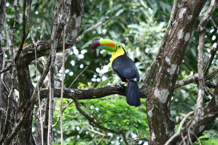 Toucan forest tree photo