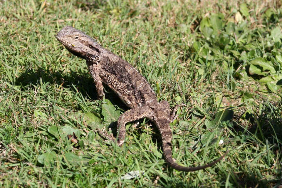 Grass brisbane wildlife