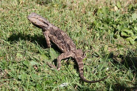 Grass brisbane wildlife