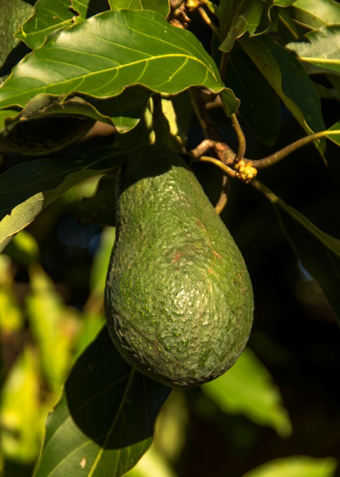 Wurtz health fruit