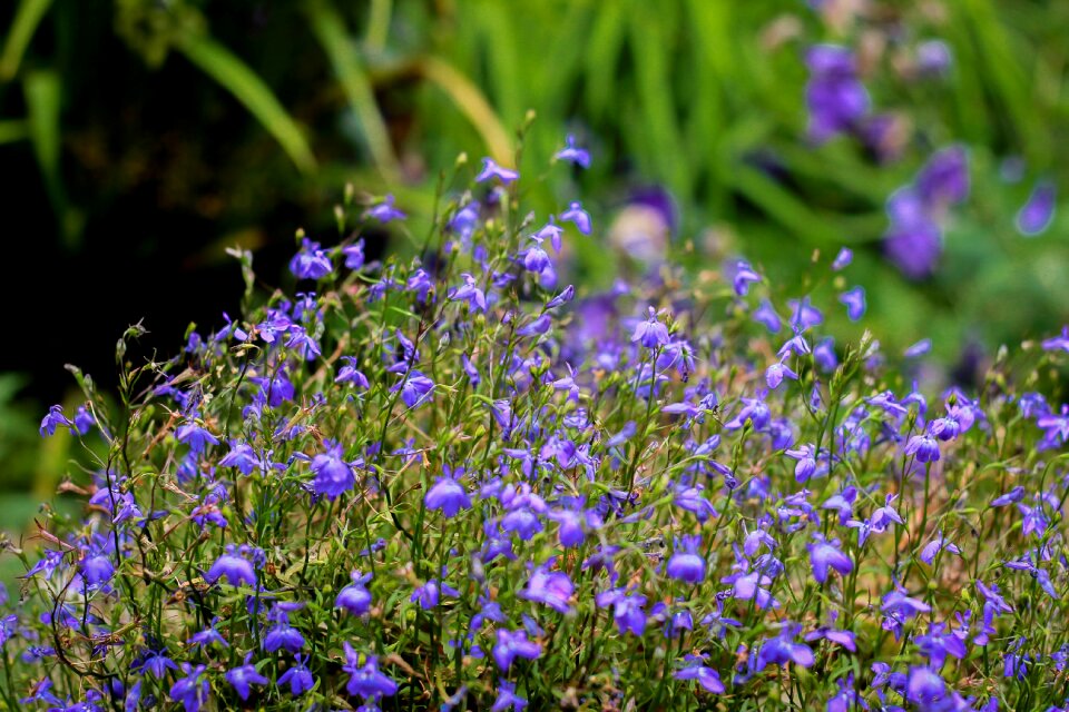 Summer nature bloom