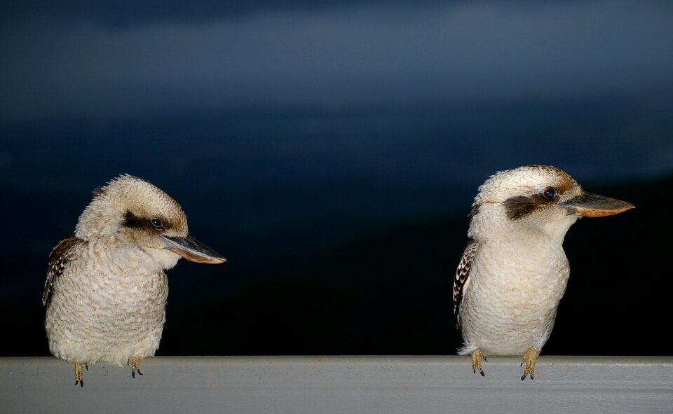 Birds wild perched