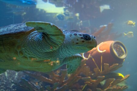 Aquarium boston aquarium