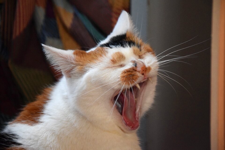Animal feline cute