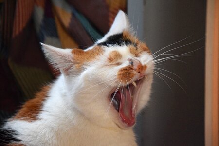 Animal feline cute