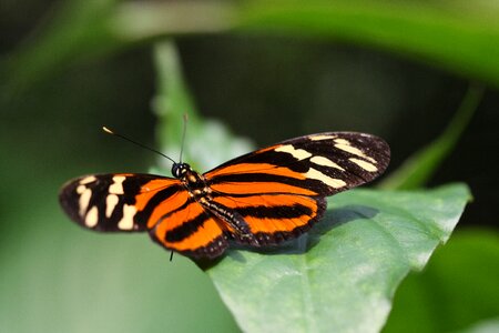 Butterfly sheet orange photo