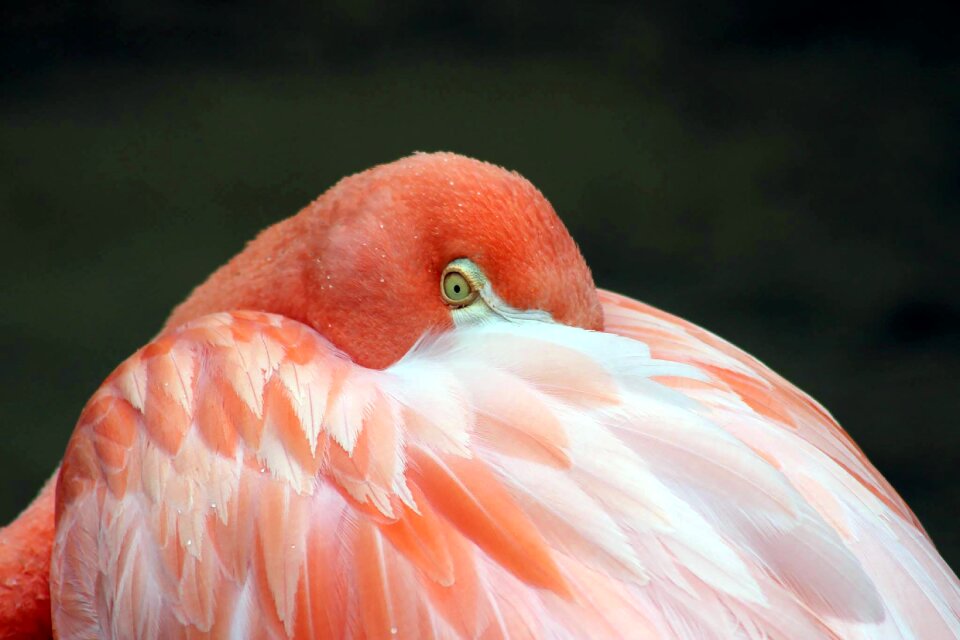 Nature animal plumage