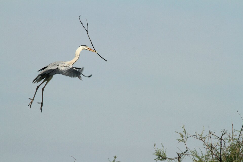 Birds flight spout branch