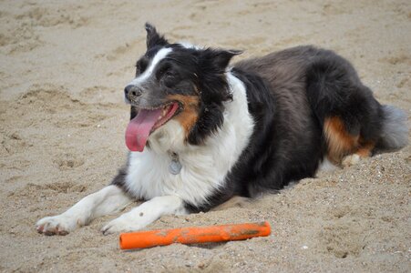 Sand thoroughbred purebred dog photo