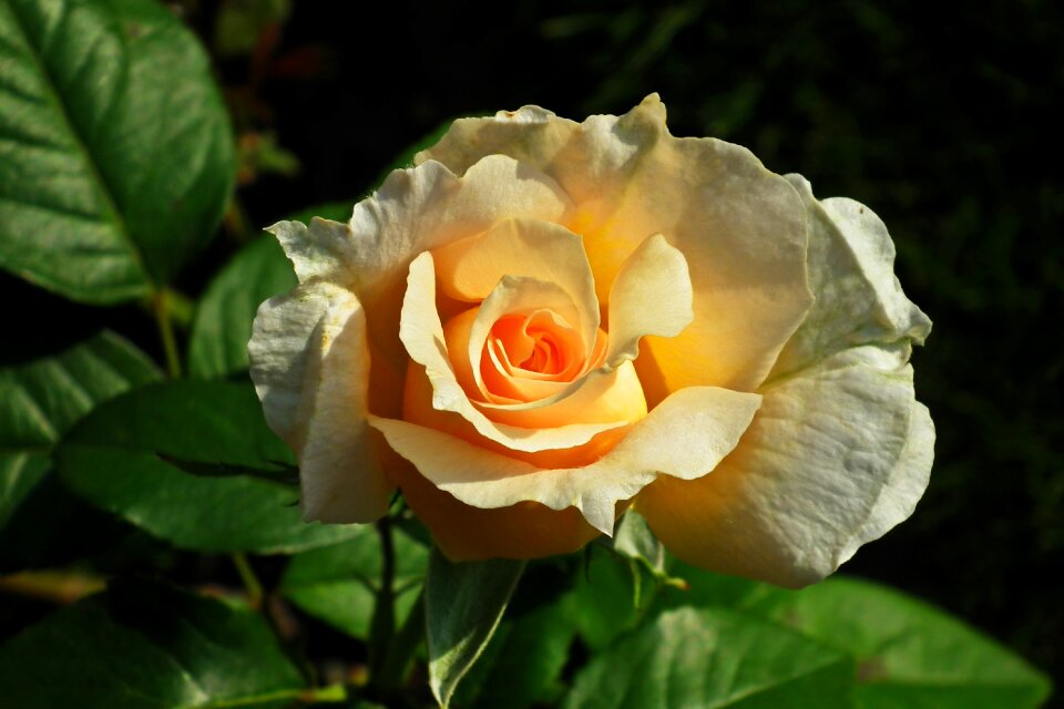 Garden summer the petals