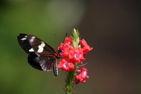 Flower red black