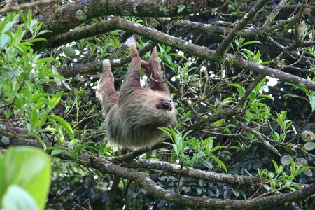 Sloth forest trees photo