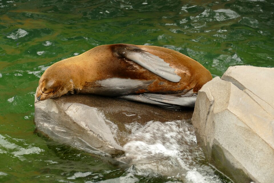 Viseter carnivore aquatic animal