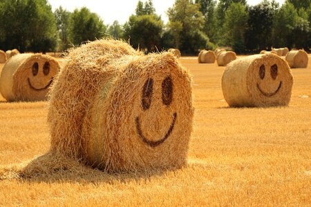 Harvest summer happy