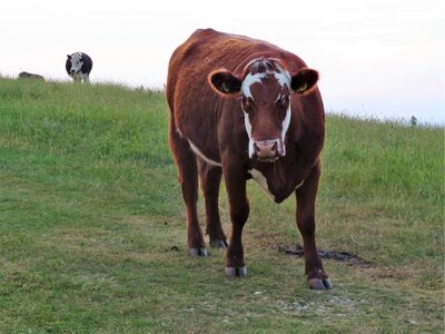 Farm pasture animal