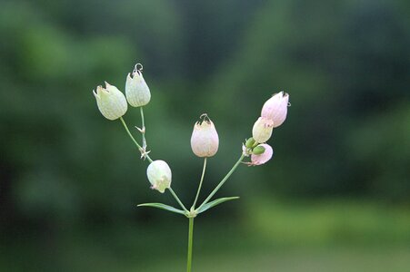 Nature summer