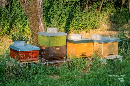 Honey honey bee garden photo