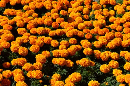 Garden flora summer