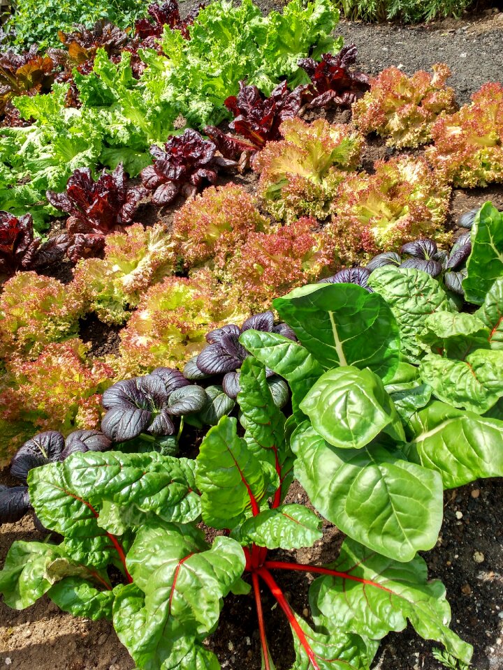 Healthy greens allotment photo