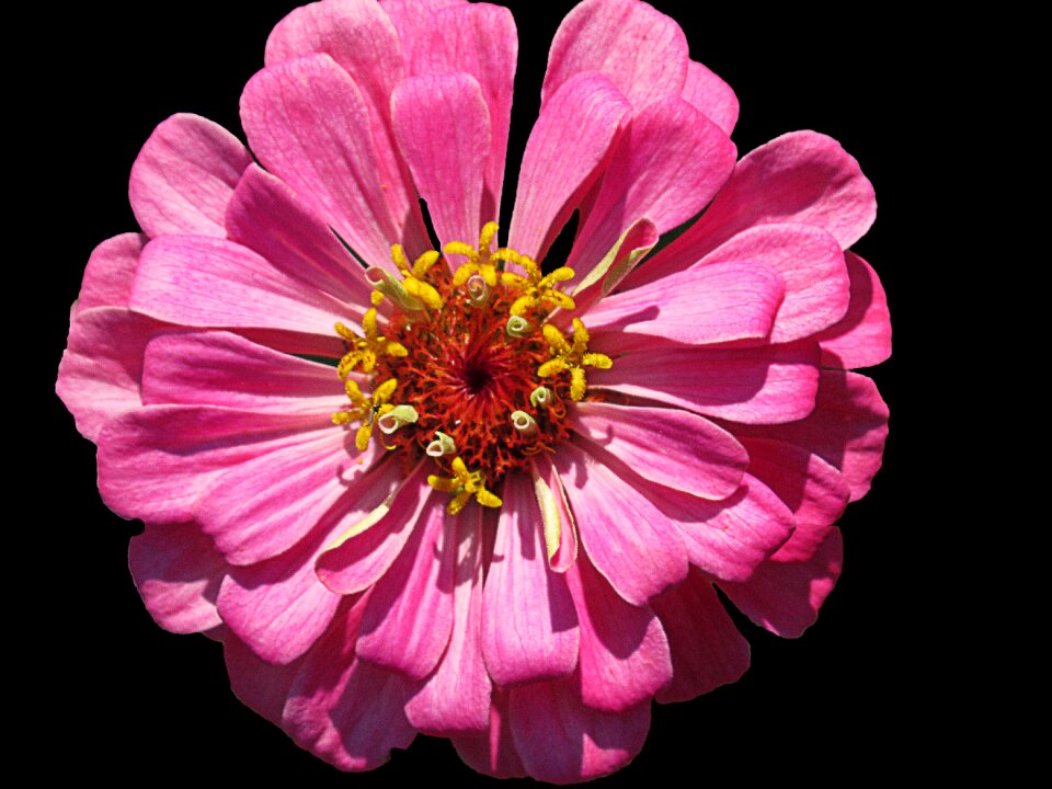 Flower summer petals