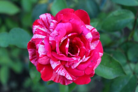 Bloom rose bloom romance photo