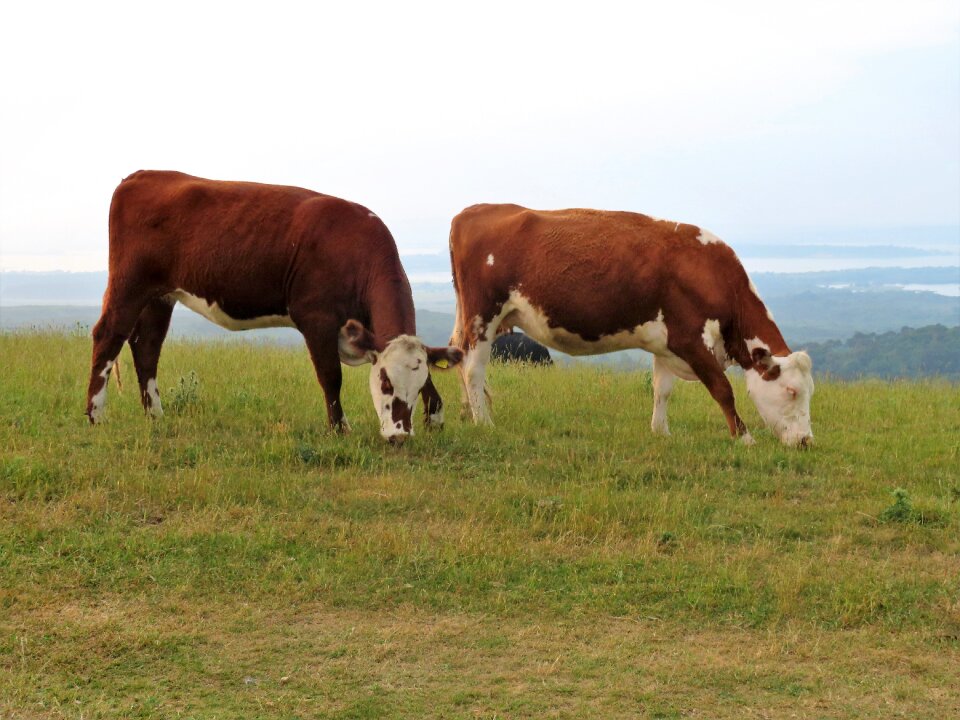 Farm pasture animal