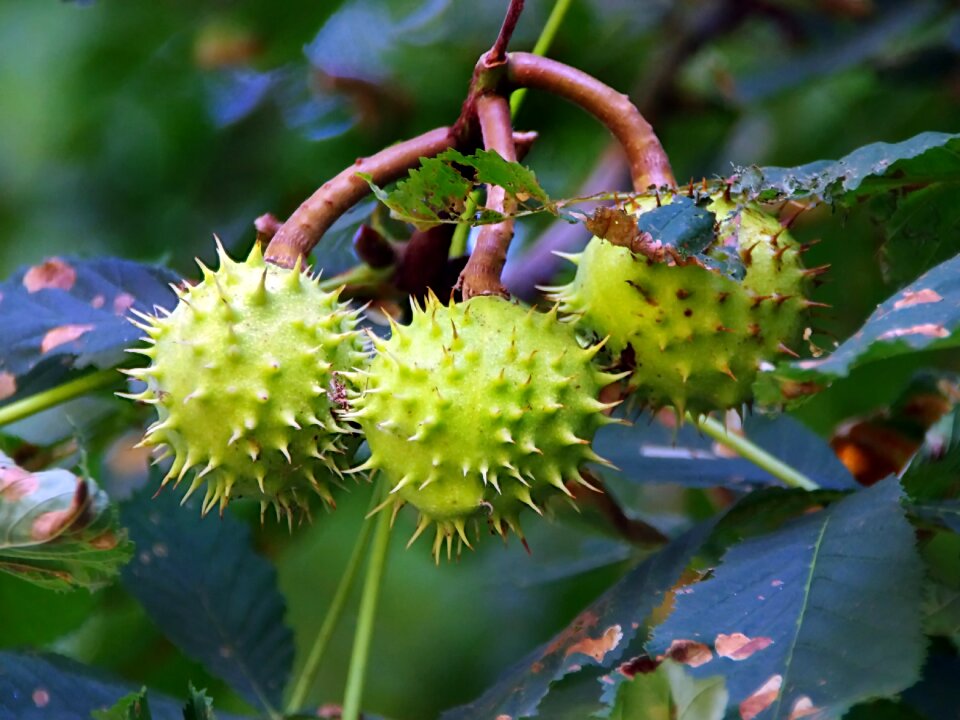 Hippocastanum quills fruit