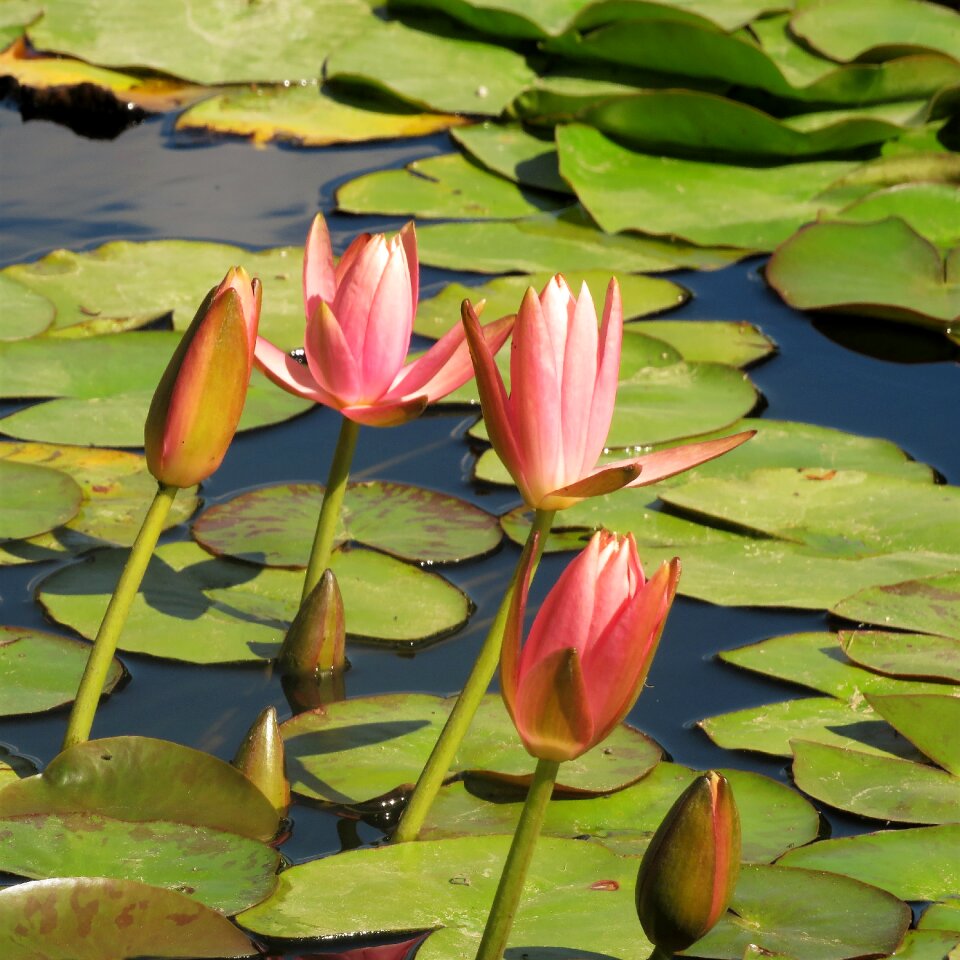 Flower lily pink