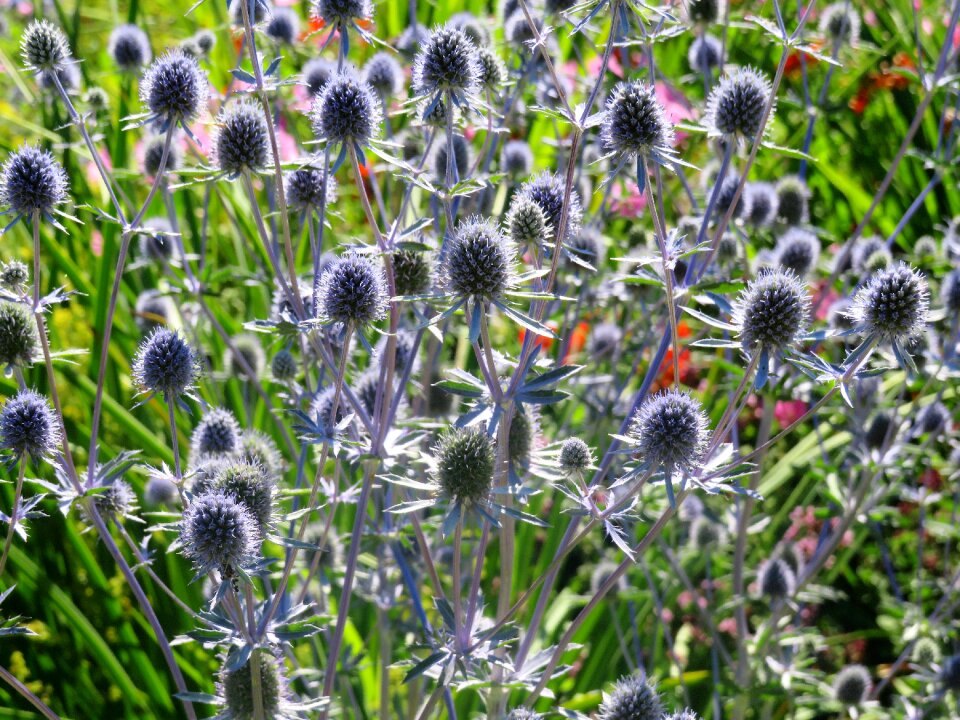 Summer prickly silver