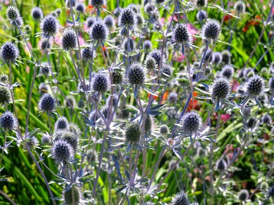 Summer prickly silver