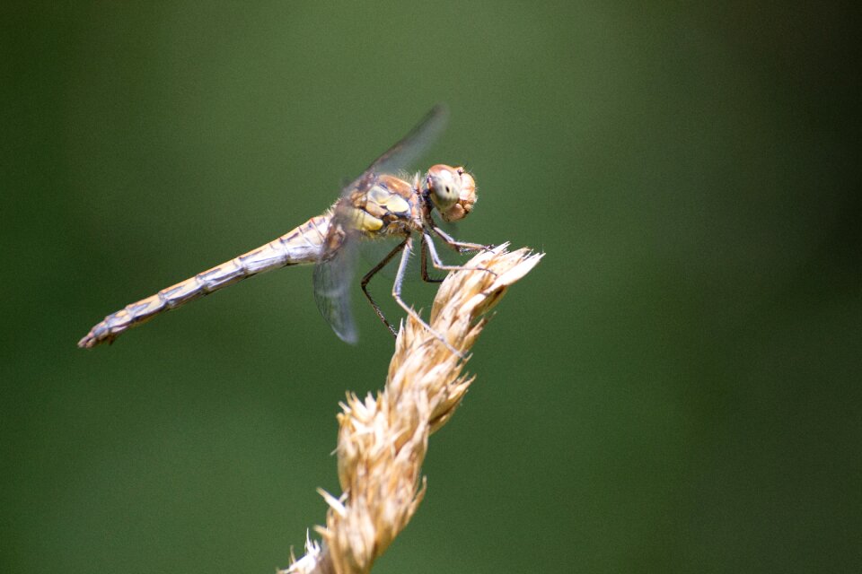 Macro green wing
