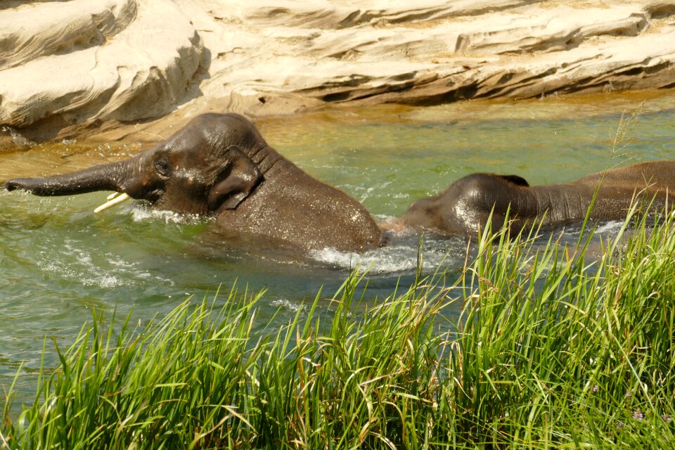 Safari africa wild