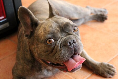 French bulldog portrait dormant