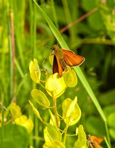 Insect lepidoptera sun