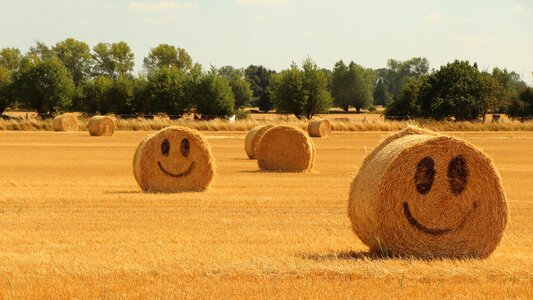 Harvest summer happy