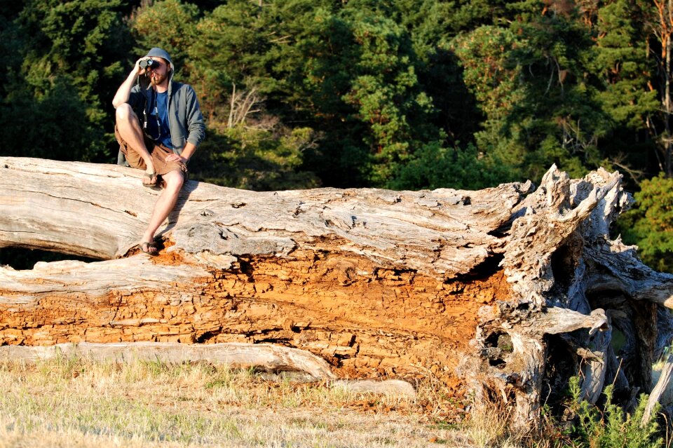 Break up dead wood view