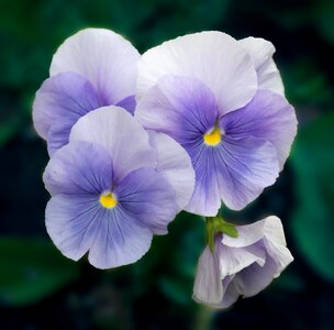 Garden spring purple