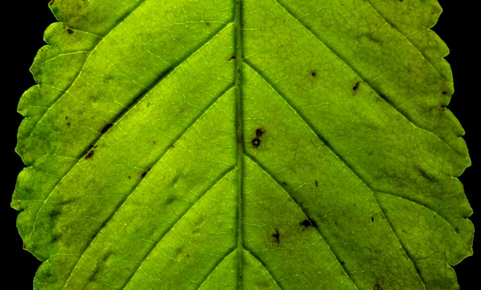 Leaves plant nature