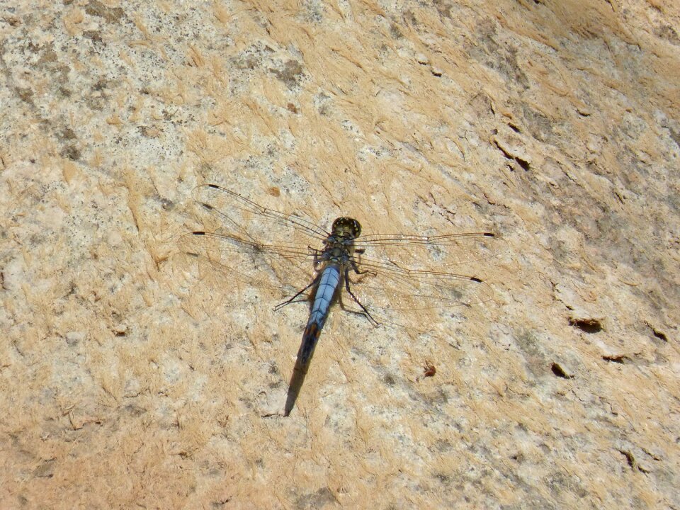 Orthetrum cancellatum insects wing